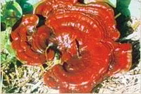 Ganoderma theaecolum J. D. Zhao.