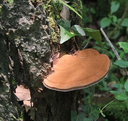 reddish brown mushroom of Ganoderma applanatum pers ex Gray Pat grows in trunk.