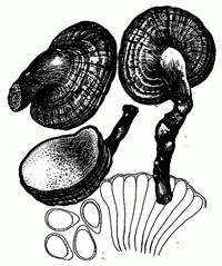 a drawing of Ganoderma cochlear Blume et Nees Bres.