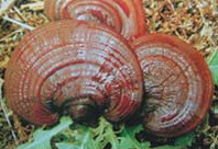 three reddish brown mushrooms of Ganoderma crebrostriatum Zhao et Xu.