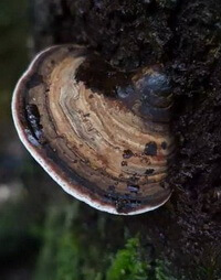 a brownish mushroom of Ganoderma hainanense Zhao,Xu et Zhang. grows on a trunk