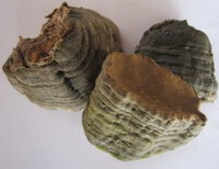 Ganoderma parviungulatum J.D.Zhao et X.Q.Zhang.
