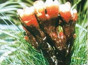 Ganoderma ramosissimum J.D.Zhao.