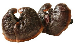 two brownish mushrooms of Ganoderma sichuanense J.D. Zhao & X.Q. Zhang.