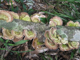 several mushrooms of Ganoderma tenue Zhao,Xu et Zhang. grow on a trunk