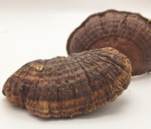 two brown mushrooms of Ganoderma tibetanum J.D.Zhao et X.Q.Zhang.