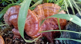 two reddish brown mushrooms of Ganoderma tsugae grow in grass