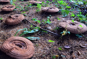 several brownish big mushrooms of Ganoderma tsugae grow in a field.