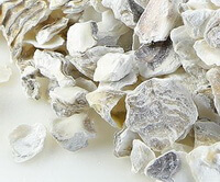 Oyster Shell:herb photo
