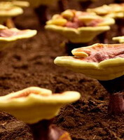 Red Glossy Ganoderma:cultivated lingzhi mushrooms