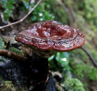 Ganoderma lucidum Leyss.ex Fr. Karst.:growing mushroom