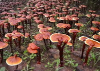 Ganoderma lucidum Leyss.ex Fr. Karst.:cultivated mushrooms