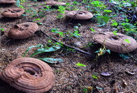 Ganoderma tsugae.:Ganoderma legnoso