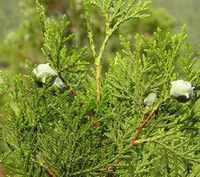 Platycladus orientalis L.Franco.:fruiting tree