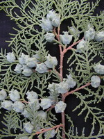 Platycladus orientalis L.Franco.:blade og frugter