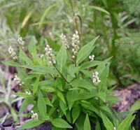 Polygala senega L.:flowering plant