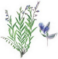 Polygala sibirica L.:tegning af plante og blomst