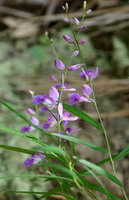 Polygala tenuifolia Willd.:lilla blomster