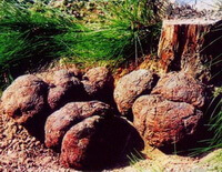 Poria cocos Schw. Wolf.:many poria fungus and pine tree stool