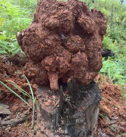 Poria cocos Schw. Wolf.:le champignon et le tronc de pin.