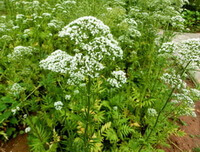 Valeriana officinalis L.:blomstrende planter