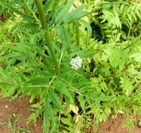 Valeriana officinalis L.:pianta in crescita