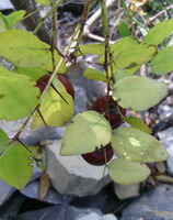 Ziziphus spinosa Hu:fruits on tree