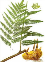 Cibotum barometz L.J.Sm.:disegno di parti di piante