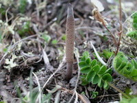 Cordyceps sinensis Berk Sacc:growing fungus 01