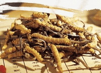 Chinese Caterpillar Fungus:herb photo