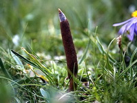 Cordyceps sinensis Berk Sacc:fungo in crescita