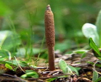 Cordyceps sinensis Berk Sacc:growing fungus 06