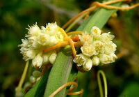 Cuscuta australis R.Br.:blomstrende plante