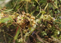 Cuscuta australis R.Br.:blomstrende plante
