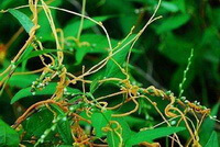 Cuscuta chinensis Lam:pianta in crescita