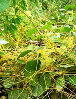 Cuscuta chinensis Lam:pianta in crescita