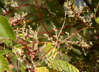 Cuscuta japonica Choisy.:pianta in fiore