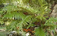 Davallia divaricata Bl.:voksende plante