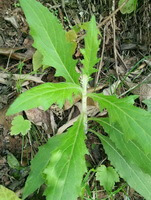 Dipsacus asper Wall.ex Henry.:growing plant