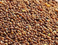 Dodder Seed:herb photo