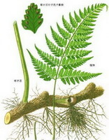 Drynaria fortunei Kunze J.Sm.:tegning af plantedele