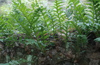 Drynaria fortunei Kunze J.Sm.:growing plant