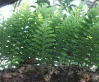 Drynaria propinqua Wall.J.Smith.:growing plant