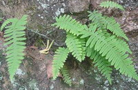 Drynaria propinqua Wall.J.Smith.:plante en croissance