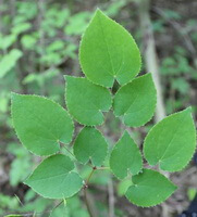 Epimedium brevicornum Maxim.:nine leaves on three branches