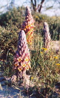 Cistanche deserticola Y.C.Ma.:pianta in crescita
