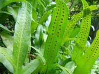 Phymatodes lucida Roxb.Ching.:voksende plante