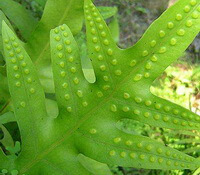 Phymatodes lucida Roxb.Ching.:growing plant