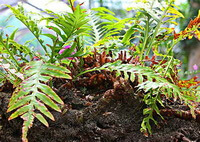 Pseudodrynaria coronans Wall.Ching.:growing plant