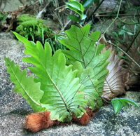 Pseudodrynaria coronans Wall.Ching.:plante en croissance